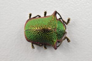 Omocerus sp. A1  RARE SP2 12mm