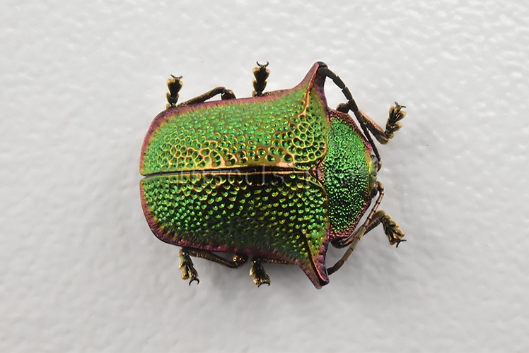 Omocerus sp. A1 RARE SP2 12mm