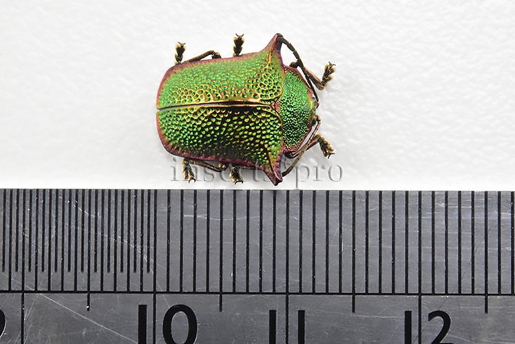 Omocerus sp. A1 RARE SP2 12mm - Image 2