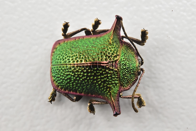 Omocerus sp. A1 RARE SP3 11mm
