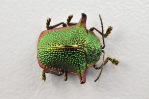 Omocerus sp. A1  RARE SP4 11mm