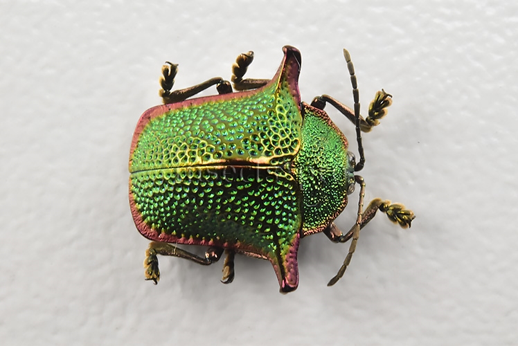 Omocerus sp. A1 RARE SP4 11mm