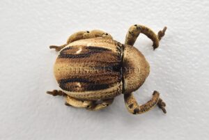 Curculionidae spp. A1  RARE AND LARGE CURCULIONIDAE WEEVIL 16mm