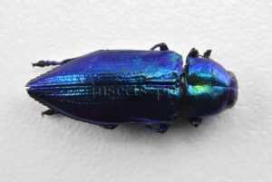 Buprestidae spp. A1 METALLIC BLUE JEWEL BEETLE COLOBOGASTER? PERU 24mm