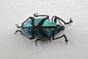 Polyteles decussatus A1 ♂ 15mm