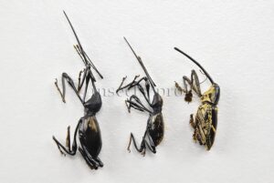 Curculionidae spp. A1  LARGE SET of 3 sp.