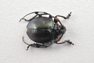 Cyclopeplus peruvianus A1  ROUNDED LONG-HORN BEETLE. 10mm