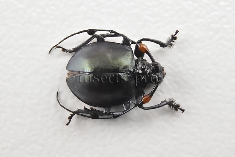 Cyclopeplus peruvianus A1 ROUNDED LONG-HORN BEETLE. 10mm