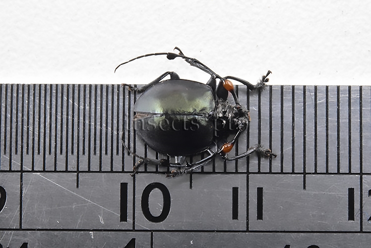 Cyclopeplus peruvianus A1 ROUNDED LONG-HORN BEETLE. 10mm - Image 2