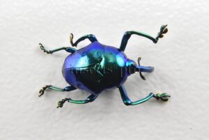 Curculionidae spp. A1  RARE METALLIC BLUE WEEVIL 10mm