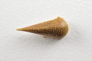 Membracidae spp. A1 LARGE SPECIMEN 14mm