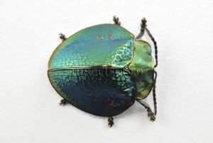Cassidinae spp. A1  Tortoise beetle sp1 16mm
