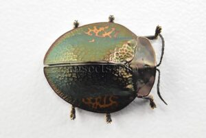 Cassidinae spp. A1 Tortoise beetle sp2 18mm