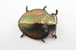Cassidinae spp. A1 Tortoise beetle sp3 16mm