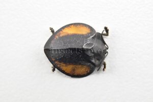 Cassidinae spp. A1  Tortoise beetle sp4 13mm