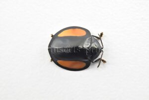 Cassidinae spp. A1  Tortoise beetle sp5 12mm