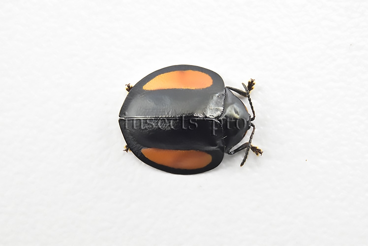 Cassidinae spp. A1 Tortoise beetle sp5 12mm