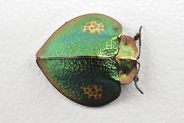 Cassidinae spp. A1 Tortoise beetle sp6 14mm