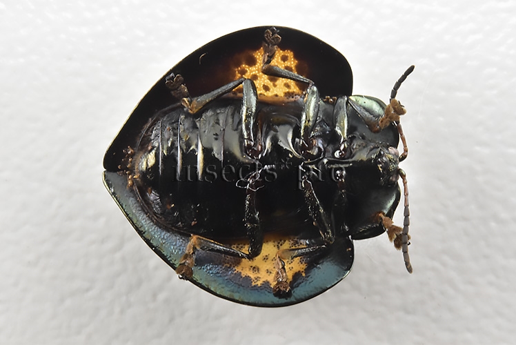 Cassidinae spp. A1 Tortoise beetle sp6 14mm - Image 2
