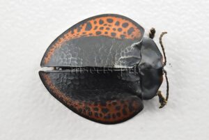 Cassidinae spp. A1  Tortoise beetle sp7 17mm