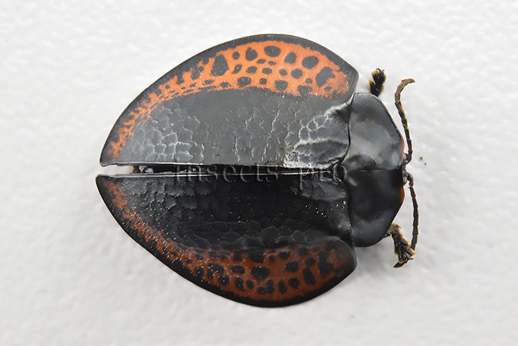 Cassidinae spp. A1 Tortoise beetle sp7 17mm