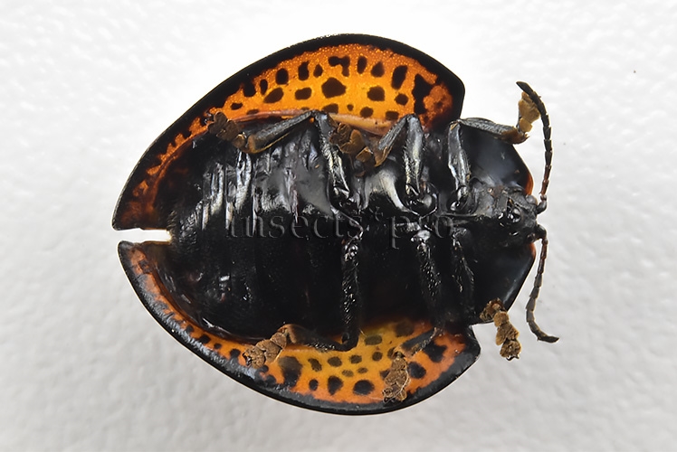 Cassidinae spp. A1 Tortoise beetle sp7 17mm - Image 2