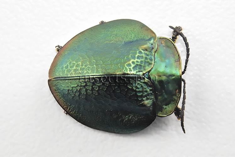Cassidinae spp. A1 Tortoise beetle sp8 18mm