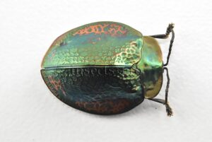 Cassidinae spp. A1  Tortoise beetle sp9 18mm