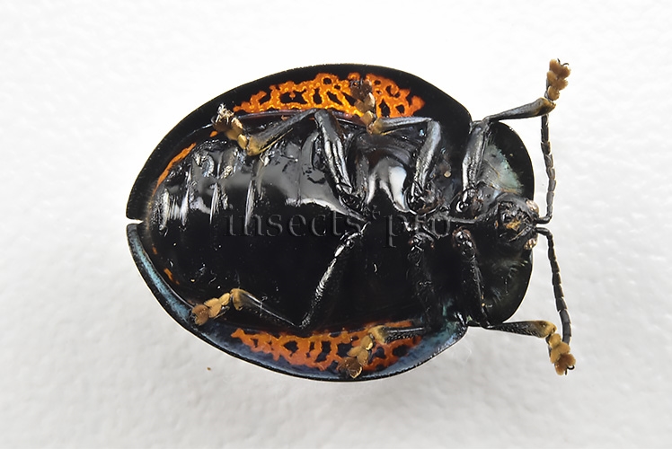 Cassidinae spp. A1 Tortoise beetle sp9 18mm - Image 2