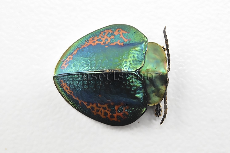 Cassidinae spp. A1 Tortoise beetle sp10 16mm