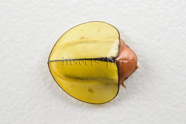 Cassidinae spp. A1 Tortoise beetle sp11 11mm