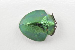 Cassidinae spp. A1  Tortoise beetle sp12 11mm