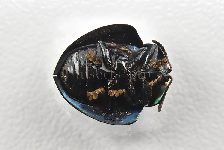 Cassidinae spp. A1 Tortoise beetle sp12 11mm - Image 2