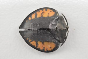 Cassidinae spp. A1  Tortoise beetle sp13 13mm