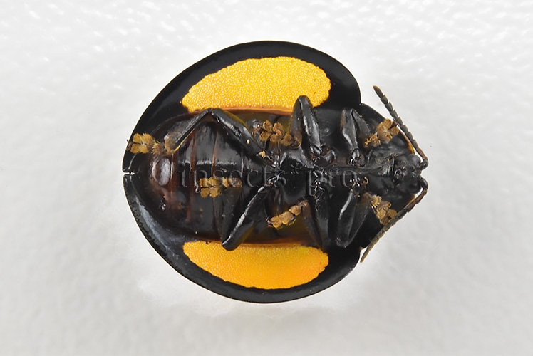 Cassidinae spp. A1 Tortoise beetle sp15 14mm - Image 2