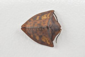 Cassidinae spp. A1  Tortoise beetle sp16 11mm