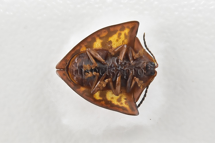 Cassidinae spp. A1 Tortoise beetle sp16 11mm - Image 2
