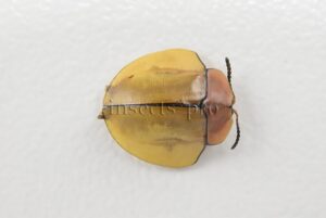 Cassidinae spp. A1  Tortoise beetle sp17 10mm