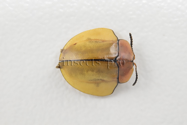 Cassidinae spp. A1 Tortoise beetle sp17 10mm