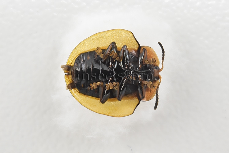 Cassidinae spp. A1 Tortoise beetle sp17 10mm - Image 2