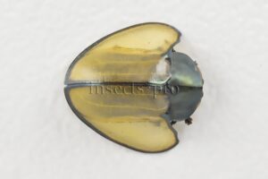 Cassidinae spp. A1  Tortoise beetle sp18 8mm