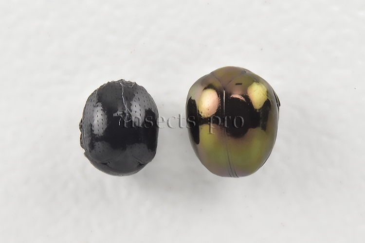 Ceratocanthidae spp. A1 SET of 2 sp. - Image 2