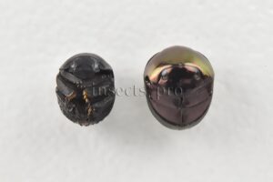 Ceratocanthidae spp. A1  SET of 2 sp.