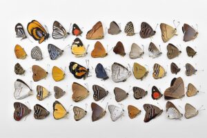Riodinidae spp. ♂♀ SET of 50 sp.