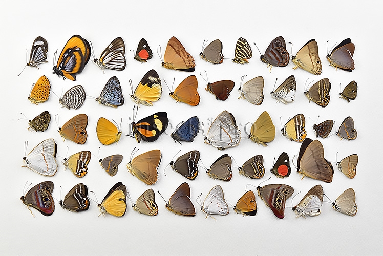 Riodinidae spp. ♂♀ SET of 50 sp. - Image 2
