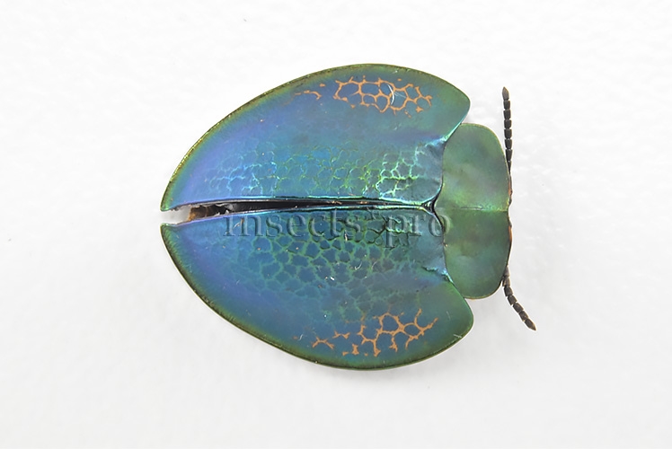 Cassidinae spp. A1 Tortoise beetle sp20 17mm