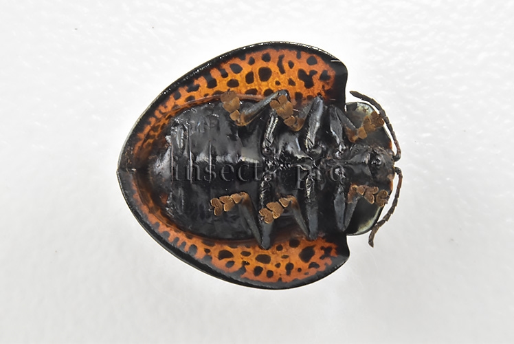 Cassidinae spp. A1 Tortoise beetle sp22 16mm - Image 2