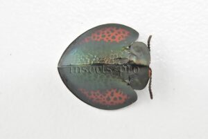Cassidinae spp. A1 Tortoise beetle sp23 14mm