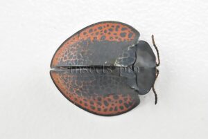 Cassidinae spp. A1 Tortoise beetle sp24 16mm