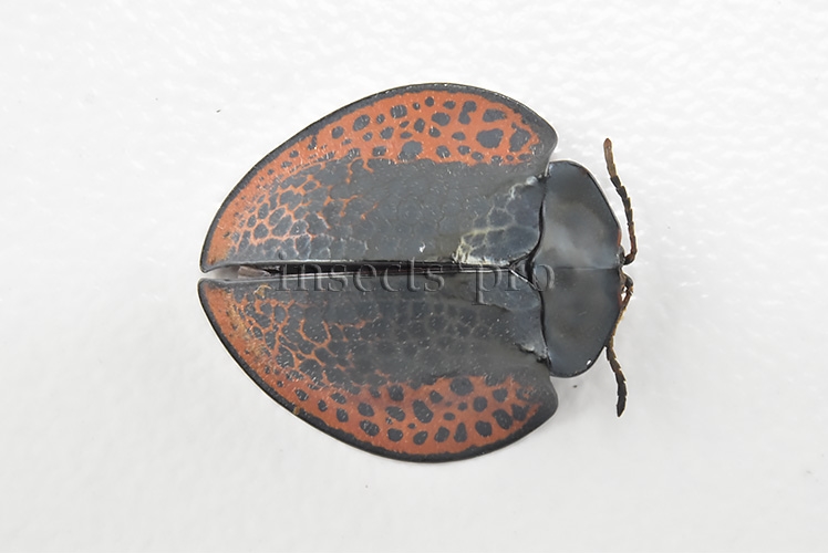 Cassidinae spp. A1 Tortoise beetle sp24 16mm